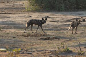 lycaons afrique australe