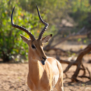 impala afrique australe safari Chobe