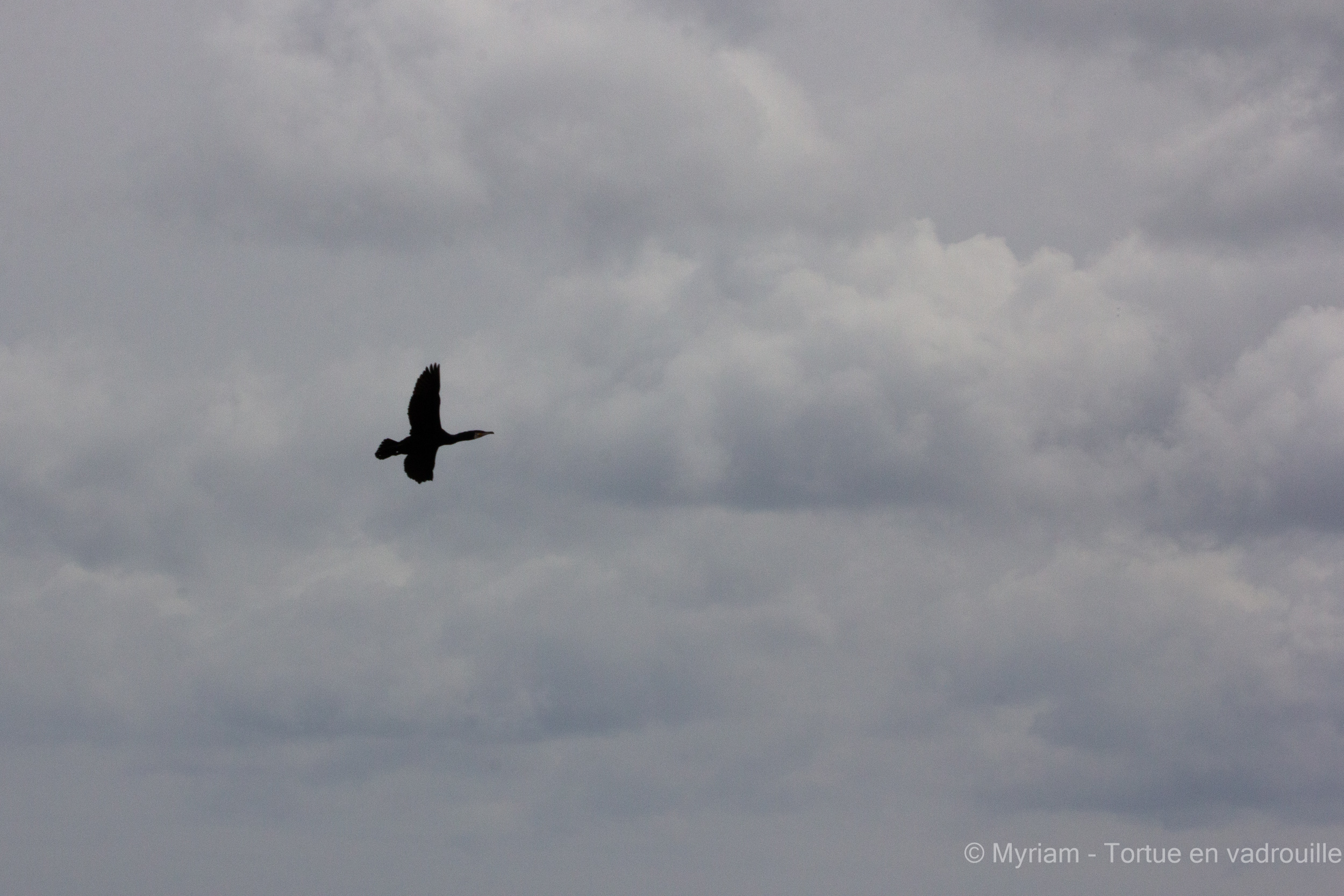 Cormoran en vol