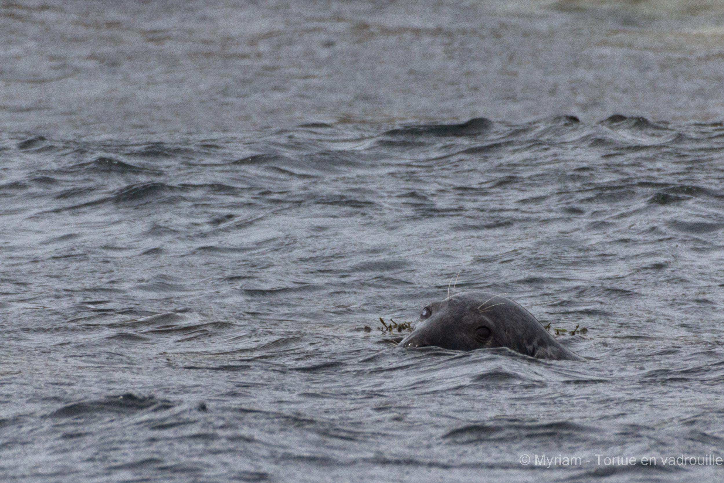 Phoque dans l'eau