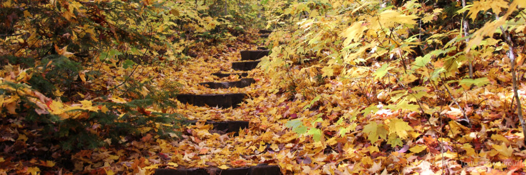 chemin randonnée Algonquin