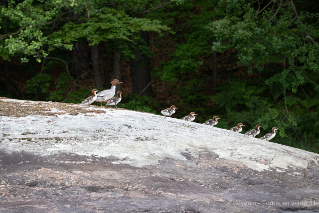 famille-canard-suede