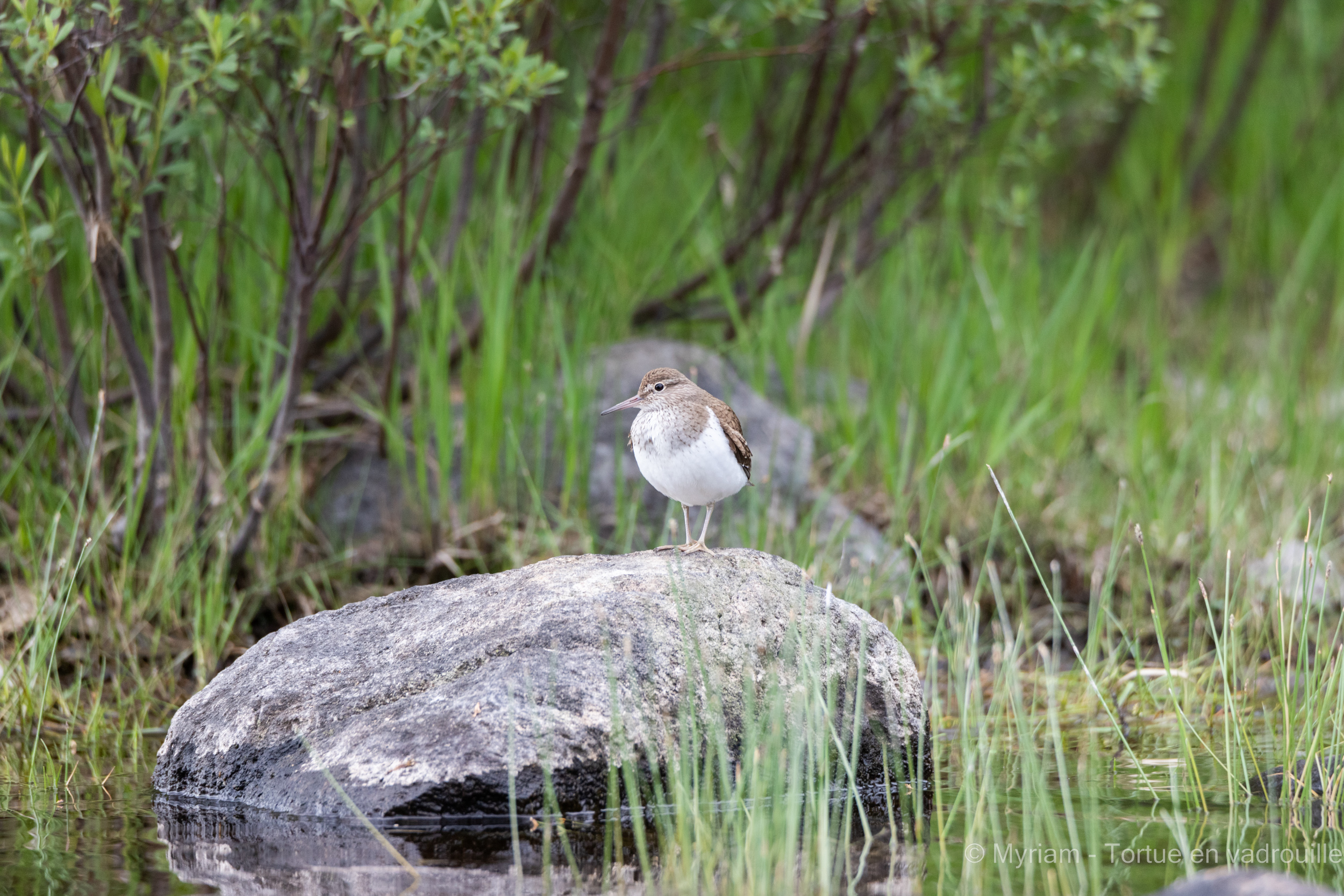 oiseau-canoe-trip