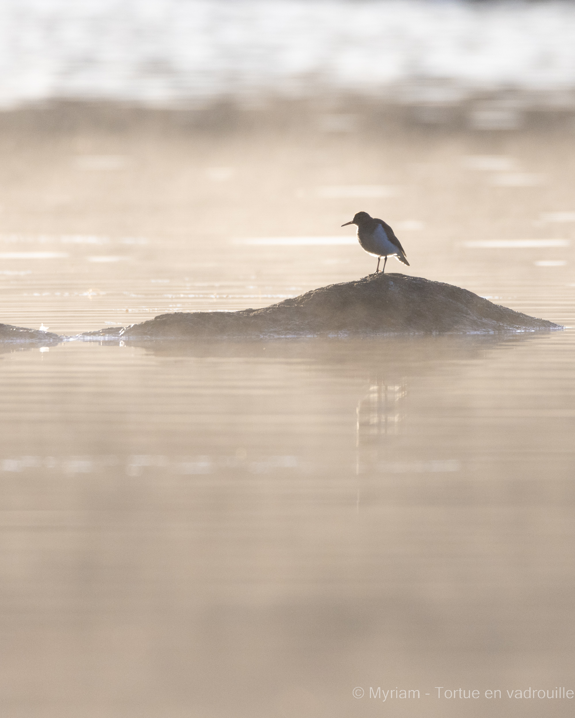 oiseau-brume-reflet-suede