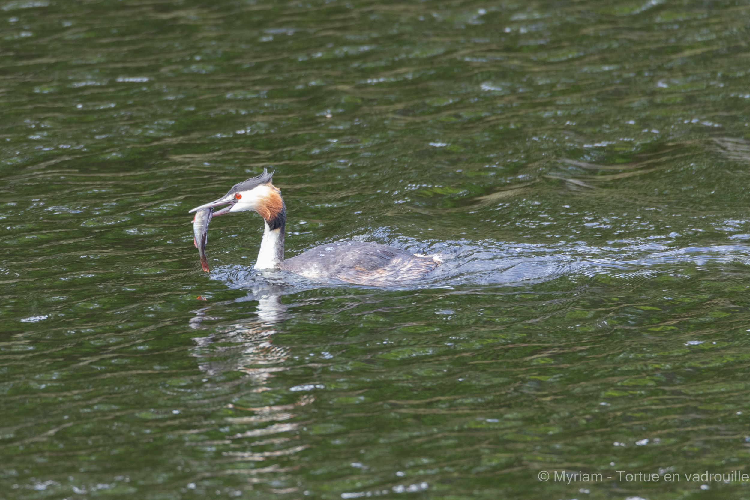 oiseau-grebe-poisson