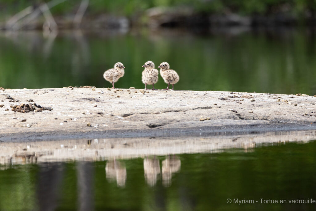 poussins-reflet-lac