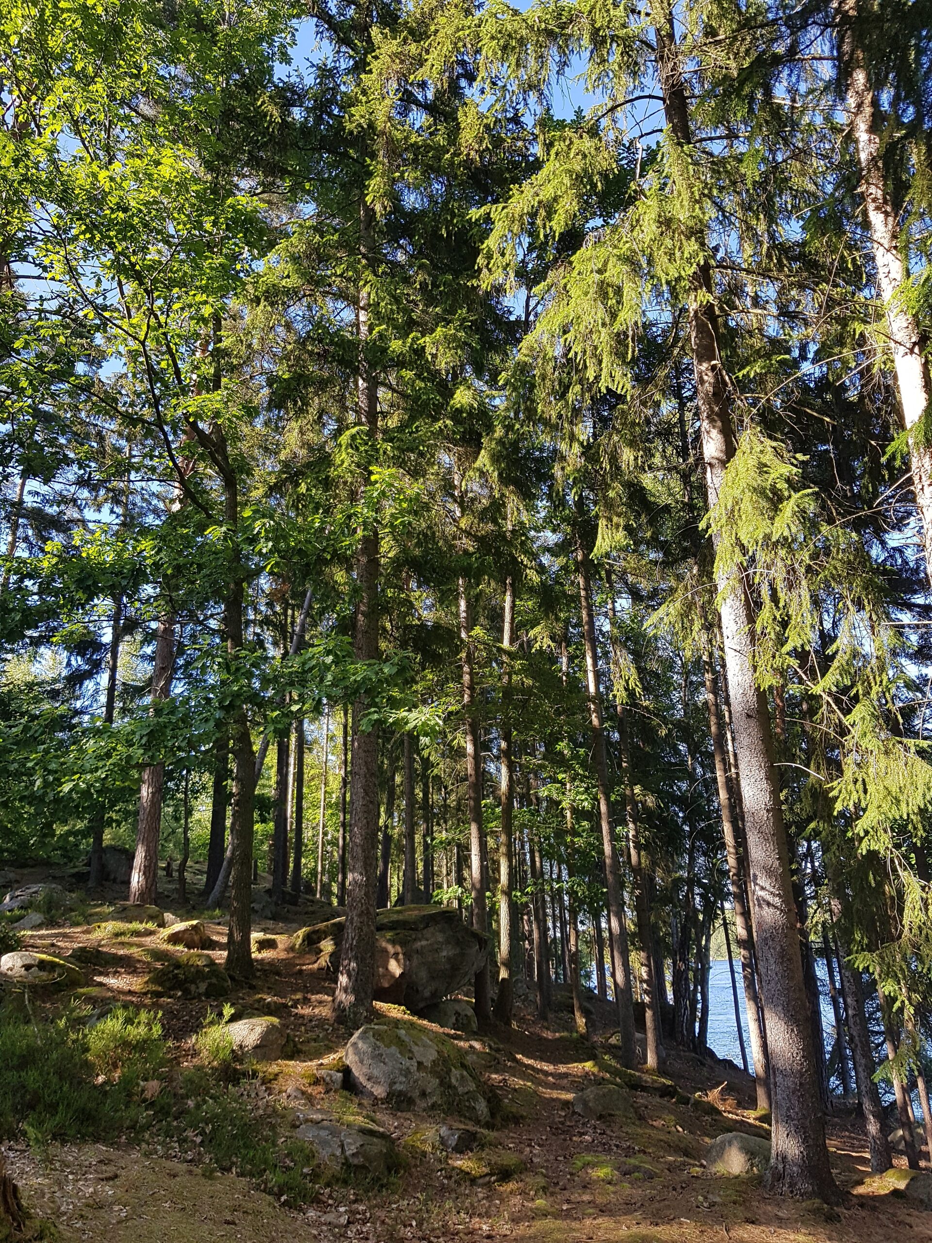 canoe-trip-foret